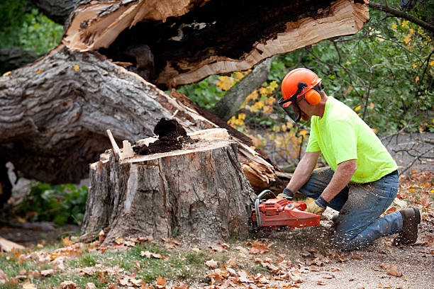 Trusted Broadview Park, FL Tree Care Services Experts